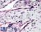 Roundabout homolog 4 antibody, LS-C141595, Lifespan Biosciences, Immunohistochemistry paraffin image 