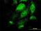 Testis Expressed 13A antibody, H00056157-M01, Novus Biologicals, Immunofluorescence image 