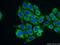 Q92993-3 antibody, 10827-1-AP, Proteintech Group, Immunofluorescence image 