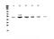 Nuclear factor 1 B-type antibody, A01537-1, Boster Biological Technology, Western Blot image 