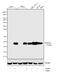 Histone Cluster 4 H4 antibody, 710828, Invitrogen Antibodies, Western Blot image 
