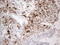 Glycoprotein Nmb antibody, TA807745S, Origene, Immunohistochemistry paraffin image 