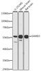 Sterile Alpha Motif Domain Containing 3 antibody, 16-479, ProSci, Western Blot image 