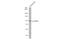 STAT3 antibody, GTX108630, GeneTex, Western Blot image 