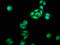Neurochondrin antibody, CSB-PA015524LA01HU, Cusabio, Immunofluorescence image 