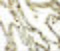 Translin antibody, 6369, ProSci Inc, Immunohistochemistry frozen image 