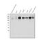 EGFR antibody, A00023-4, Boster Biological Technology, Western Blot image 