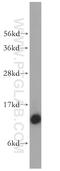 NADH:Ubiquinone Oxidoreductase Subunit S6 antibody, 14417-1-AP, Proteintech Group, Western Blot image 