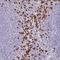 Siat7 antibody, HPA048849, Atlas Antibodies, Immunohistochemistry frozen image 