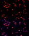 AKT Serine/Threonine Kinase 2 antibody, 13-146, ProSci, Immunofluorescence image 