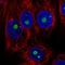 NOC2 Like Nucleolar Associated Transcriptional Repressor antibody, HPA062195, Atlas Antibodies, Immunofluorescence image 