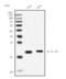 Interleukin 18 antibody, M00124, Boster Biological Technology, Western Blot image 