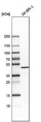 Basic Leucine Zipper And W2 Domains 2 antibody, NBP1-83183, Novus Biologicals, Western Blot image 