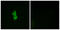 Probable G-protein coupled receptor 22 antibody, LS-C199010, Lifespan Biosciences, Immunofluorescence image 