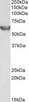 Proline Dehydrogenase 1 antibody, 42-894, ProSci, Western Blot image 