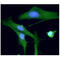 Ubiquitin C-Terminal Hydrolase L1 antibody, GTX57556, GeneTex, Immunocytochemistry image 