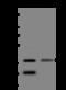 Heat shock 70 kDa protein 4 antibody, 205307-T36, Sino Biological, Western Blot image 