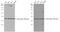 Protein Phosphatase 2 Catalytic Subunit Alpha antibody, PA5-78119, Invitrogen Antibodies, Western Blot image 