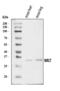Baculoviral IAP Repeat Containing 7 antibody, A02577-2, Boster Biological Technology, Western Blot image 