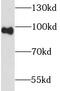 Tripartite Motif Containing 71 antibody, FNab04787, FineTest, Western Blot image 