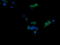 T-cell surface glycoprotein CD1c antibody, LS-B10059, Lifespan Biosciences, Immunofluorescence image 