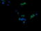 CD1c Molecule antibody, LS-B10059, Lifespan Biosciences, Immunofluorescence image 