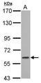 Glucocorticoid Modulatory Element Binding Protein 1 antibody, GTX115465, GeneTex, Western Blot image 