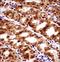 Paired Box 7 antibody, LS-C163397, Lifespan Biosciences, Immunohistochemistry frozen image 