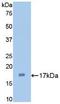 Interleukin 1 Alpha antibody, LS-C297134, Lifespan Biosciences, Western Blot image 