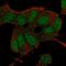 BCL6 Corepressor antibody, HPA073591, Atlas Antibodies, Immunofluorescence image 