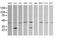 Parvin Alpha antibody, MA5-26238, Invitrogen Antibodies, Western Blot image 