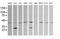 Matrix-remodeling-associated protein 2 antibody, MA5-26238, Invitrogen Antibodies, Western Blot image 