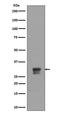 Cyclin Dependent Kinase 1 antibody, P00209-1, Boster Biological Technology, Western Blot image 