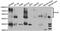 PVR Cell Adhesion Molecule antibody, MBS2520722, MyBioSource, Western Blot image 