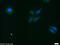 Short Stature Homeobox 2 antibody, 10664-1-AP, Proteintech Group, Immunofluorescence image 