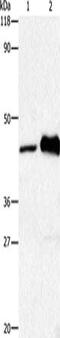 5-Hydroxytryptamine Receptor 1A antibody, CSB-PA109594, Cusabio, Western Blot image 