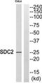 SDC2 antibody, TA314519, Origene, Western Blot image 