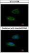 Adenylate kinase 2, mitochondrial antibody, GTX111726, GeneTex, Immunofluorescence image 