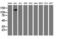 NCL4 antibody, TA503774S, Origene, Western Blot image 