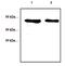 Cellular Communication Network Factor 1 antibody, AHP2301, Bio-Rad (formerly AbD Serotec) , Western Blot image 