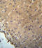 Charged multivesicular body protein 2b antibody, LS-C168739, Lifespan Biosciences, Immunohistochemistry paraffin image 