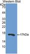 Ribonuclease A Family Member 13 (Inactive) antibody, LS-C296267, Lifespan Biosciences, Western Blot image 
