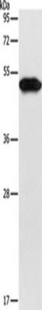 Keratin 81 antibody, TA349240, Origene, Western Blot image 