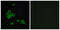 Cadherin 26 antibody, GTX87271, GeneTex, Immunofluorescence image 