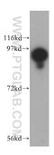 Ubiquitin Specific Peptidase 5 antibody, 15158-1-AP, Proteintech Group, Western Blot image 