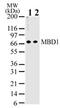 Methyl-CpG Binding Domain Protein 1 antibody, MA1-41025, Invitrogen Antibodies, Western Blot image 