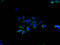 Transmembrane Protein 40 antibody, A63640-100, Epigentek, Immunofluorescence image 