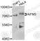 Apoptosis Inducing Factor Mitochondria Associated 3 antibody, A8597, ABclonal Technology, Western Blot image 