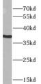 Apolipoprotein L2 antibody, FNab00504, FineTest, Western Blot image 