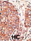 Septin 9 antibody, abx032735, Abbexa, Western Blot image 